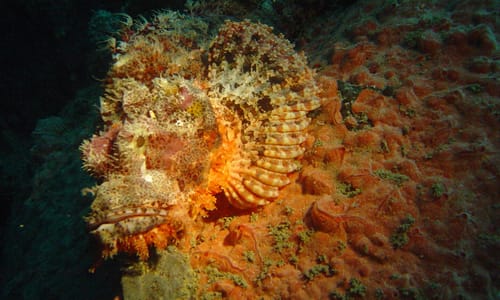 Picture from Fundiving Coral Bay - Coron Extended